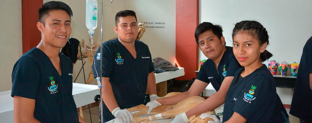 cuerpo_academico_veterinaria